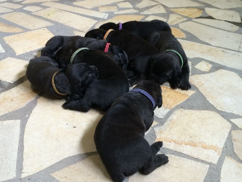 Du Repaire D'Ayaros - Cane Corso - Portée née le 21/03/2014